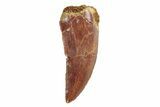 Serrated, Raptor Tooth - Real Dinosaur Tooth #245794-1
